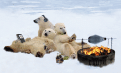 Klicka på bilden för större version

Namn: PolarBearParty.gif
Visningar: 361
Storlek: 163,8 KB
ID: 478870