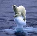 Klicka på bilden för större version

Namn: polar-bear-on-ice.jpg
Visningar: 125
Storlek: 39,0 KB
ID: 478937